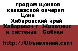 продам щенков кавказской овчарки › Цена ­ 5 000 - Хабаровский край, Хабаровск г. Животные и растения » Собаки   